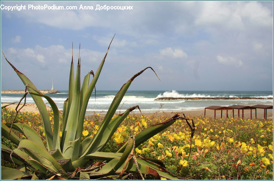 Aloe, Plant, Blossom, Flora, Flower, Fiber, Flax