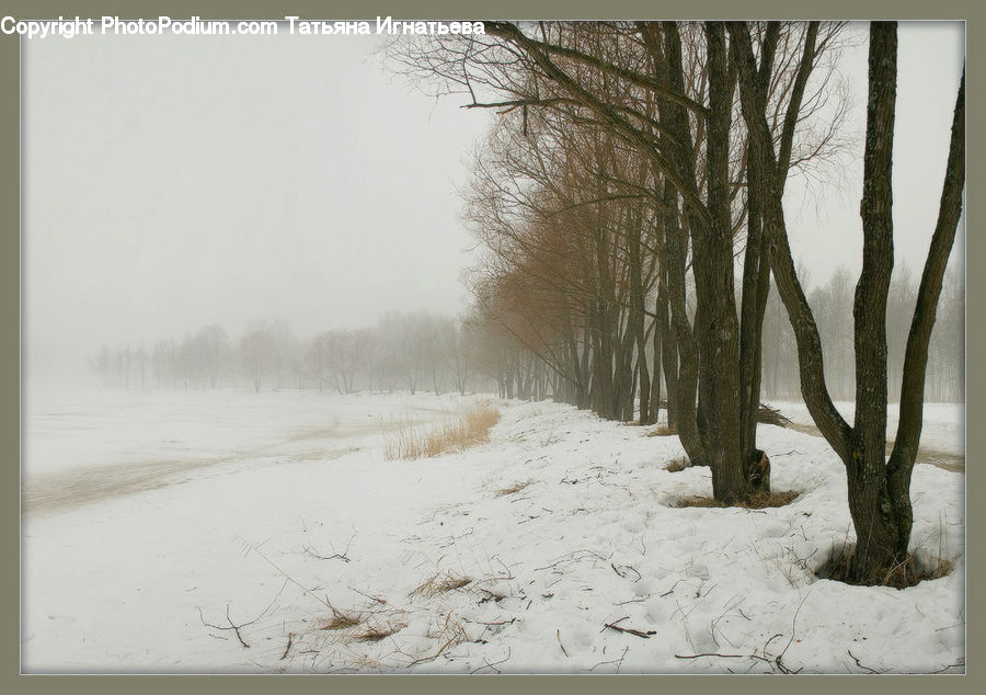 Ice, Outdoors, Snow, Plant, Tree, Blizzard, Weather