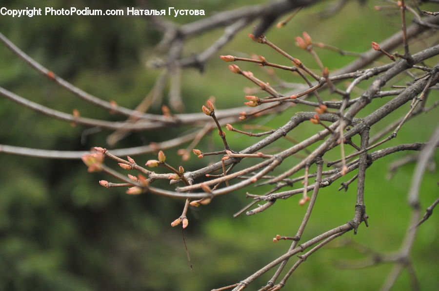 Conifer, Fir, Plant, Tree, Blossom, Flora, Flower