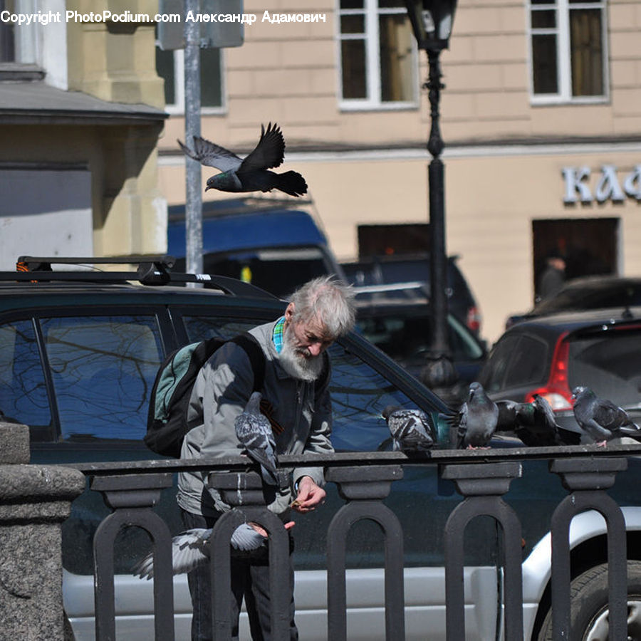 Bird, Pigeon, People, Person, Human, Automobile, Car