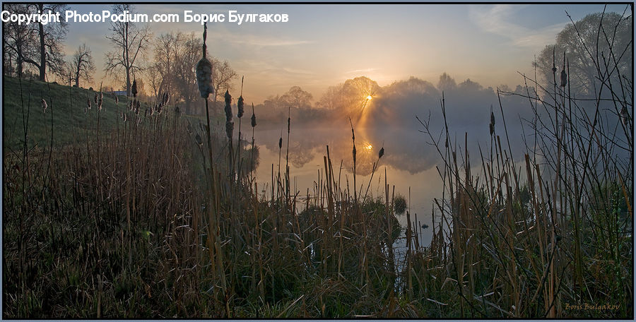 Grass, Plant, Reed, Field, Grassland, Dawn, Dusk