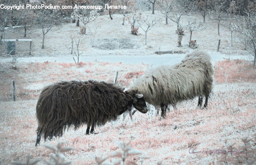 Animal, Bull, Mammal, Yak, Alpaca, Llama