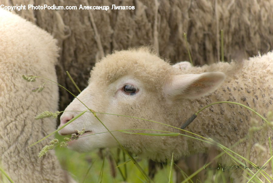 Animal, Mammal, Sheep, Fiber, Wool, Field, Grass