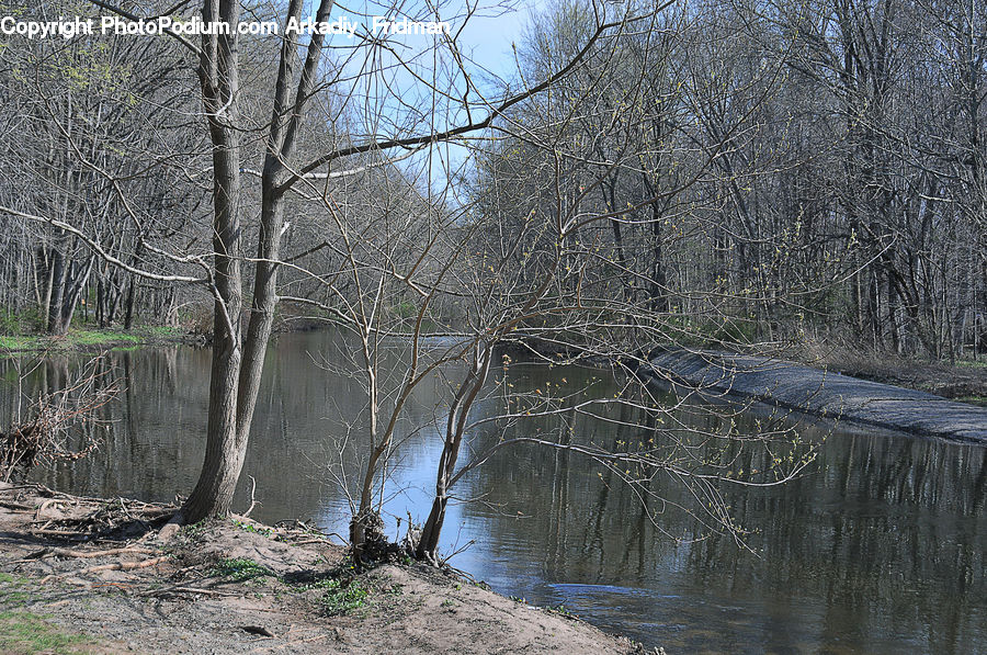 Land, Marsh, Outdoors, Swamp, Water, Birch, Tree