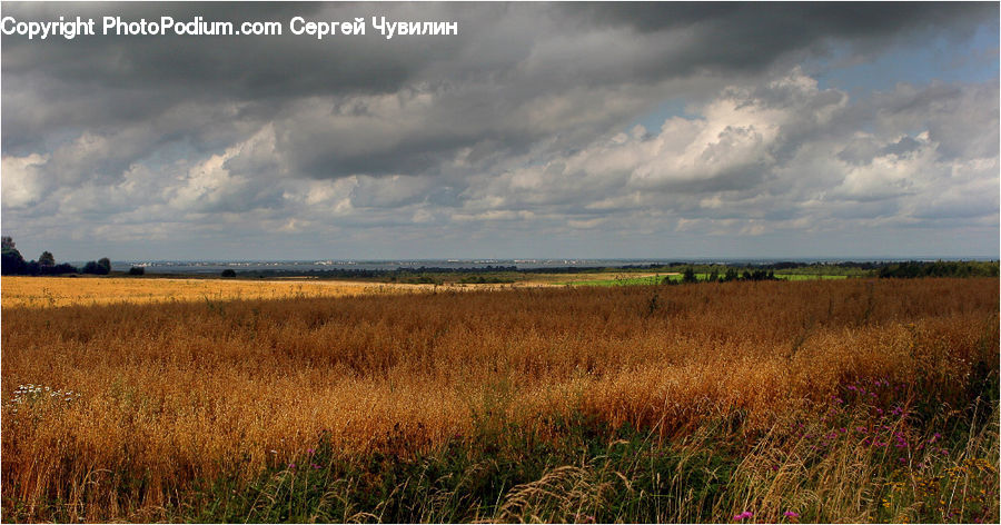 Field, Grass, Grassland, Land, Outdoors, Grain, Wheat