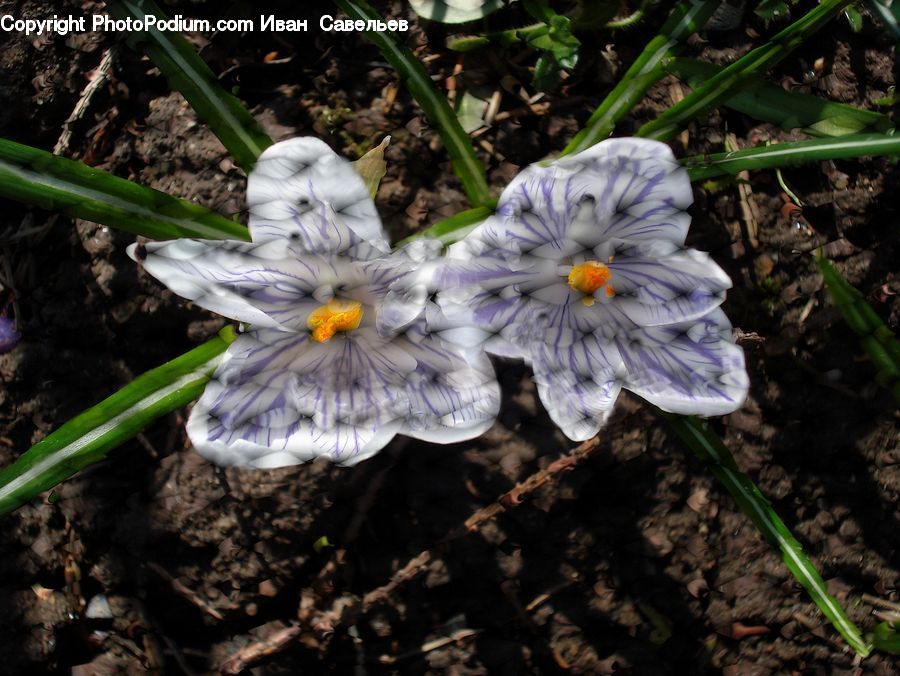 Plant, Potted Plant, Blossom, Daffodil, Flora, Flower, Crocus