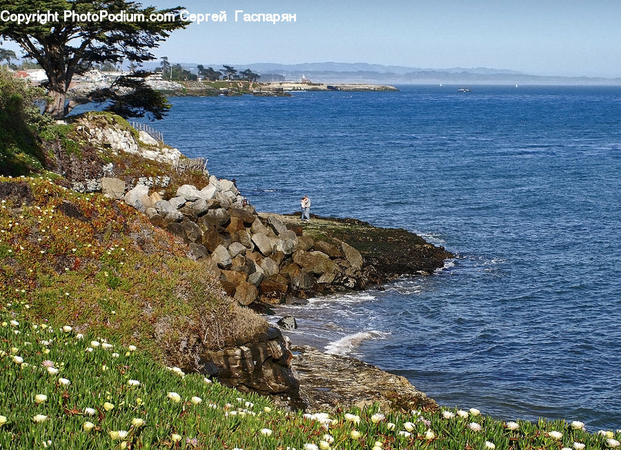 Oak, Tree, Wood, Coast, Outdoors, Sea, Water