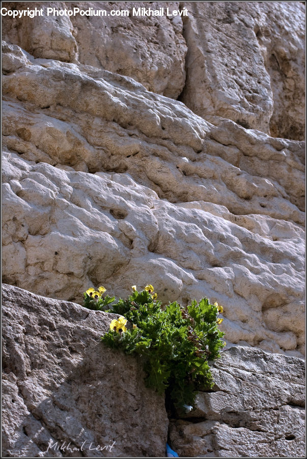Rock, Cliff, Outdoors, Soil, Limestone, Bush, Plant