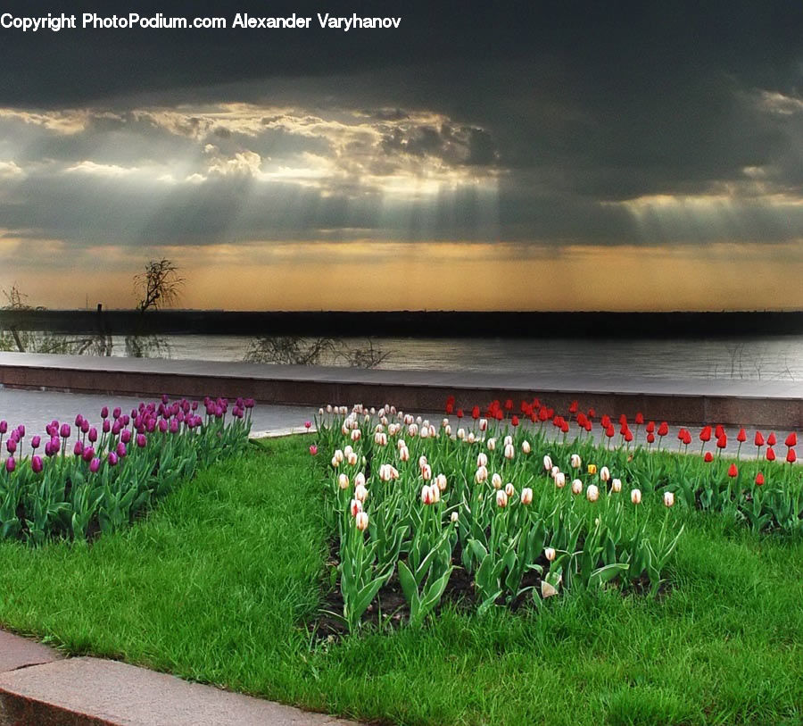 Blossom, Flora, Flower, Plant, Tulip, Field, Grass