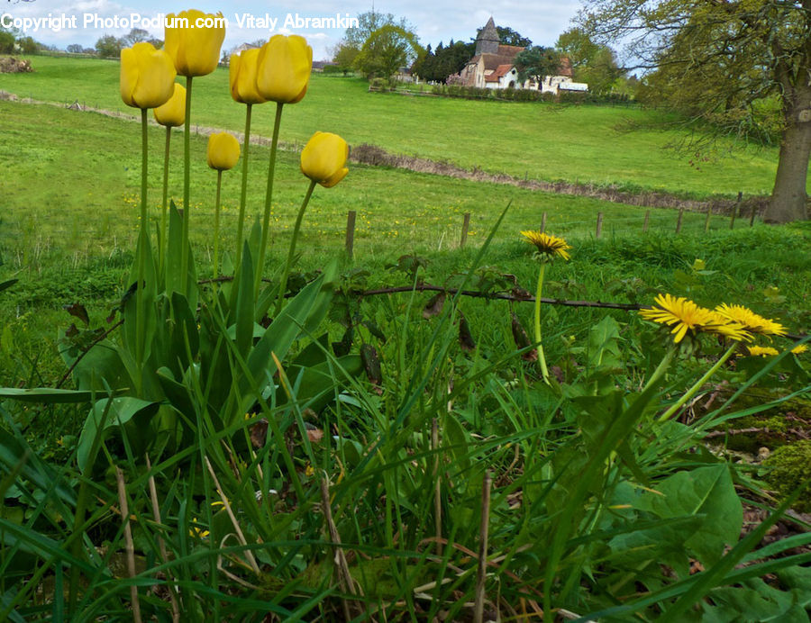 Blossom, Flora, Flower, Plant, Tulip, Dandelion, Field