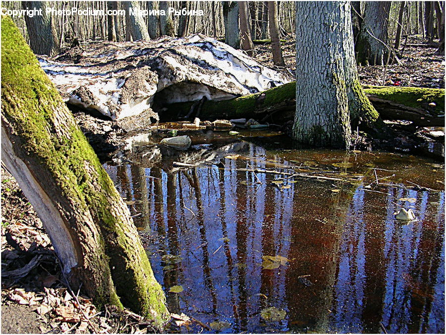 Land, Marsh, Outdoors, Swamp, Water, Creek, River