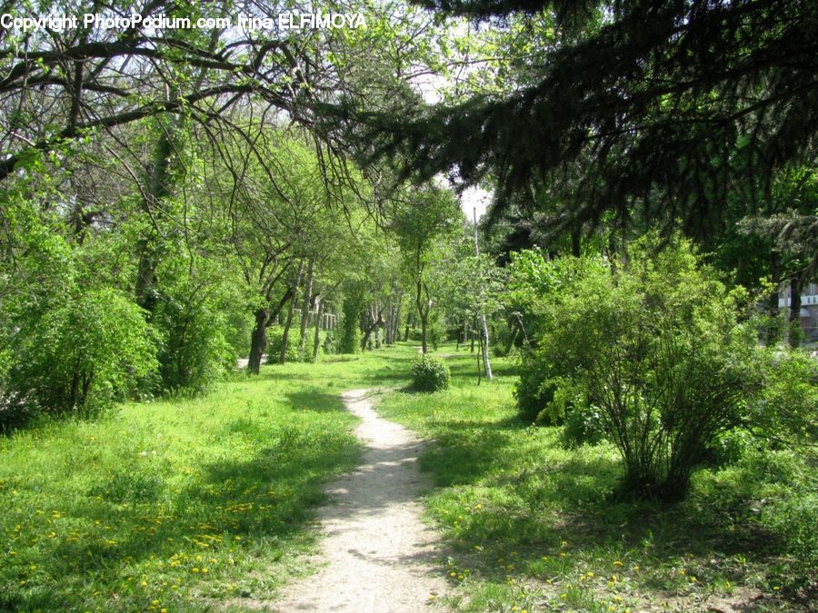 Dirt Road, Gravel, Road, Conifer, Fir, Plant, Tree