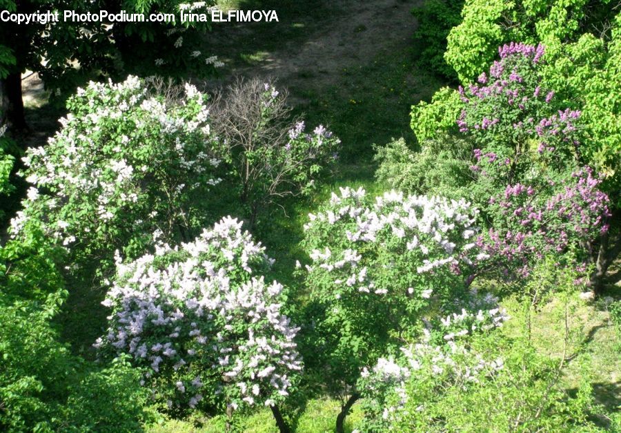 Blossom, Flora, Flower, Plant, Bush, Vegetation, Herbal