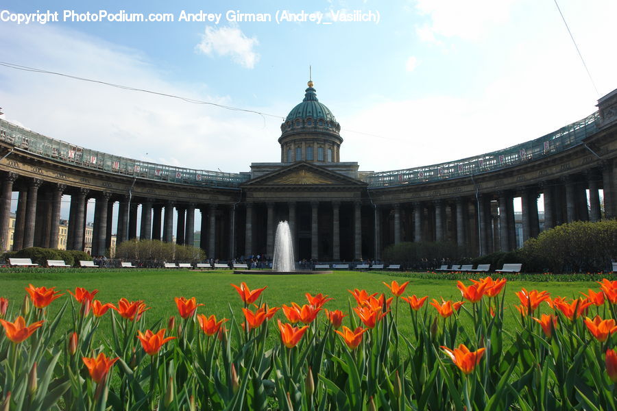 Blossom, Flora, Flower, Plant, Tulip, Daffodil, Building