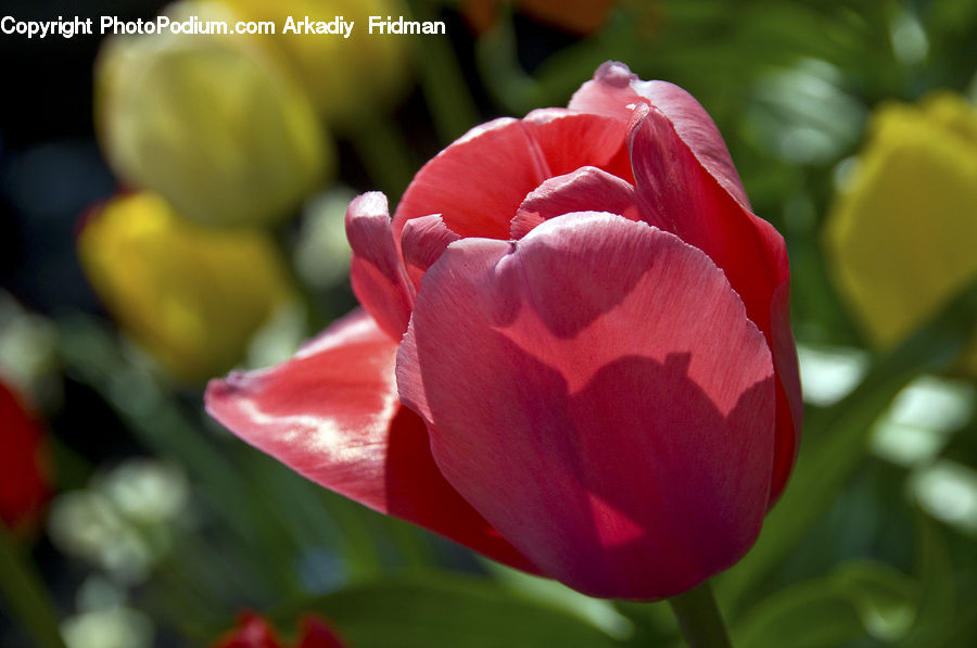 Blossom, Flora, Flower, Plant, Tulip, Carnation, Gladiolus