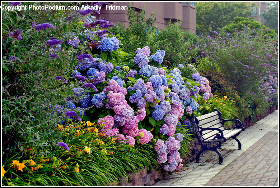 Bench, Blossom, Flower, Lilac, Plant, Garden, Gardening