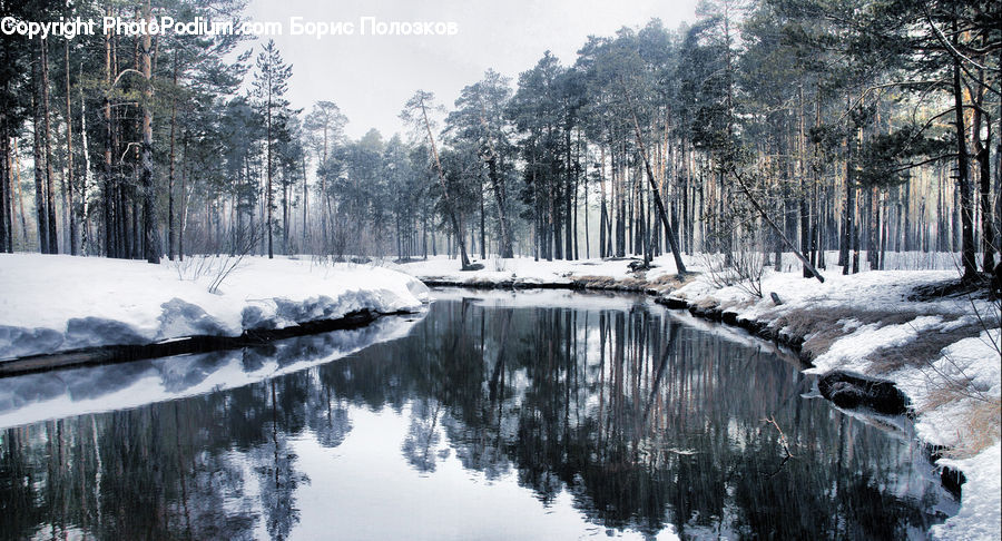 Ice, Outdoors, Snow, Forest, Vegetation, Park, Water