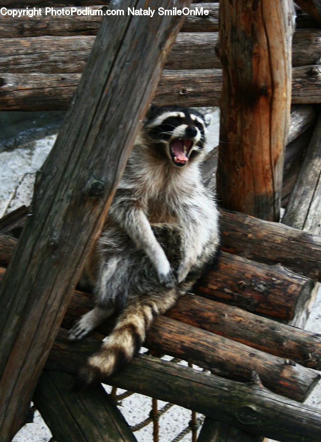 Building, Hut, Log Cabin, Shack, Animal, Mammal, Monkey