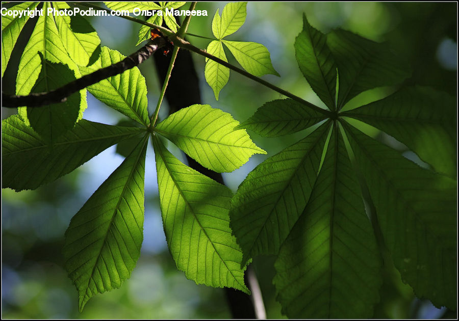 Leaf, Plant, Veins, Blossom, Flora, Flower, Maple