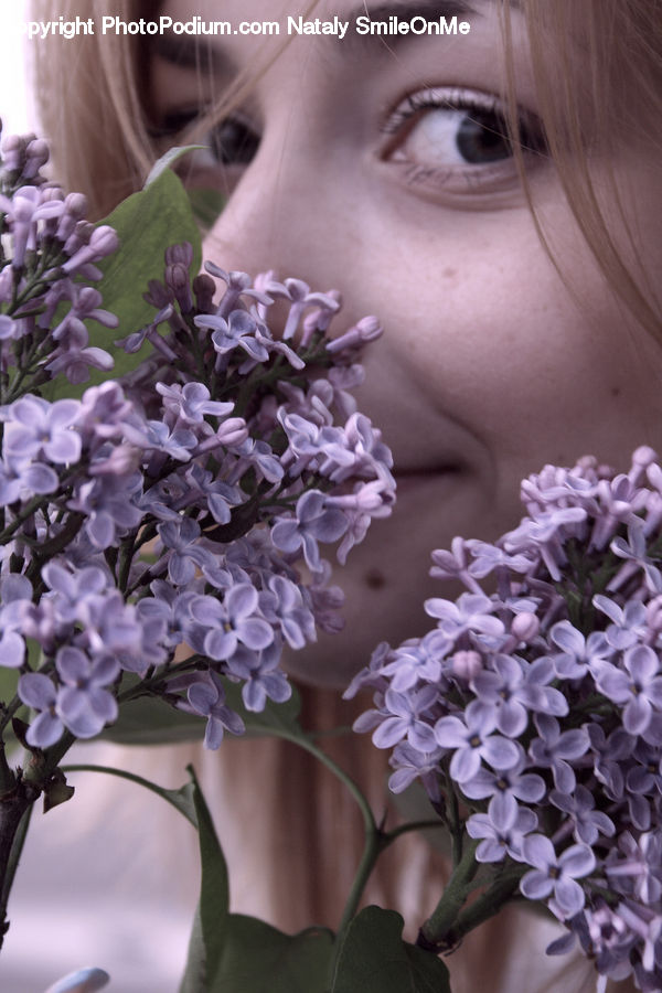 Blossom, Flower, Lilac, Plant, People, Person, Human