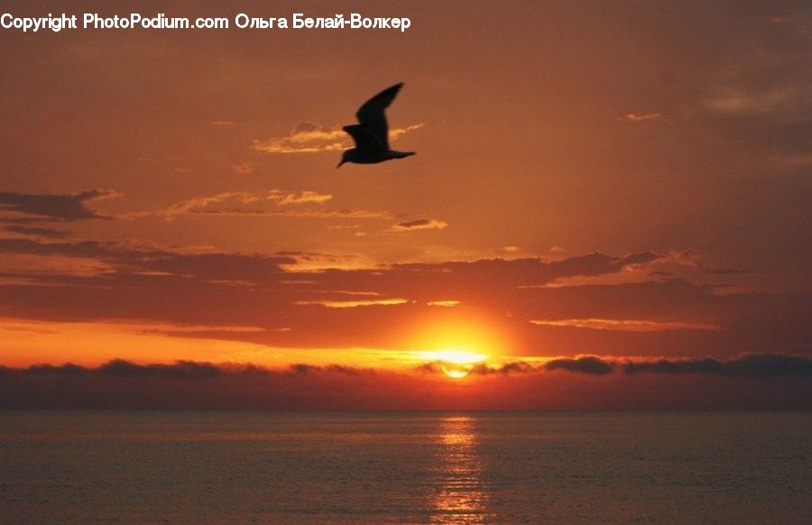 Bird, Dusk, Outdoors, Sky, Sunlight, Sunrise, Sunset