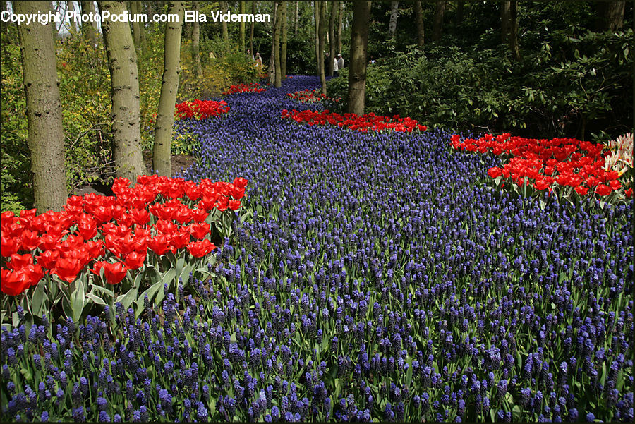 Blossom, Flora, Flower, Plant, Tulip, Conifer, Tree