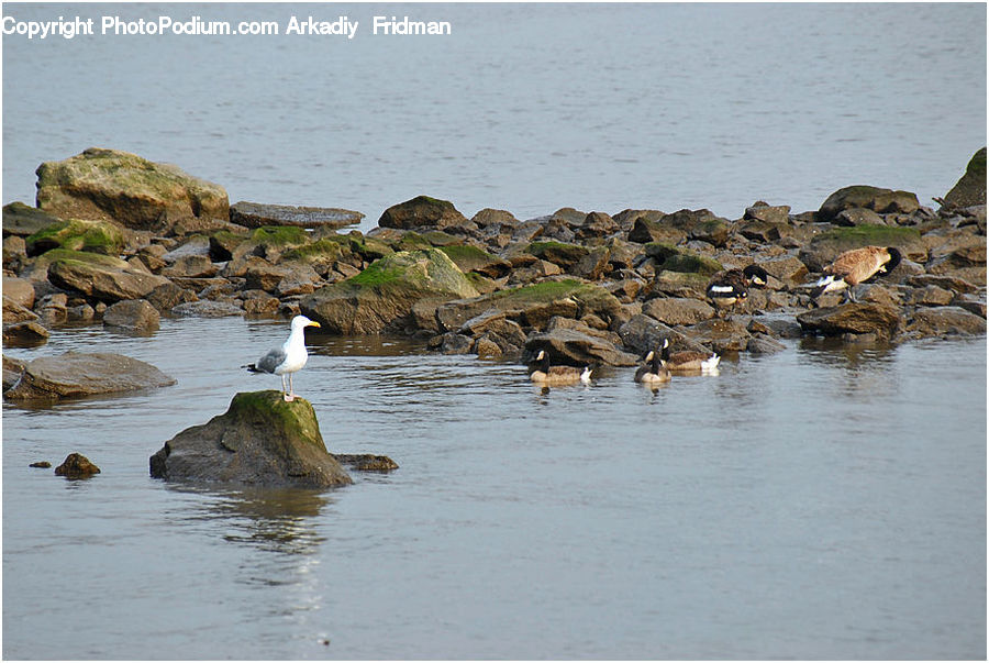 Bird, Seagull, Rock, Goose, Waterfowl, Promontory, Partridge