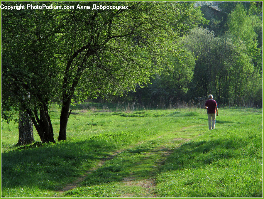 Conifer, Fir, Plant, Tree, Field, Grass, Grassland