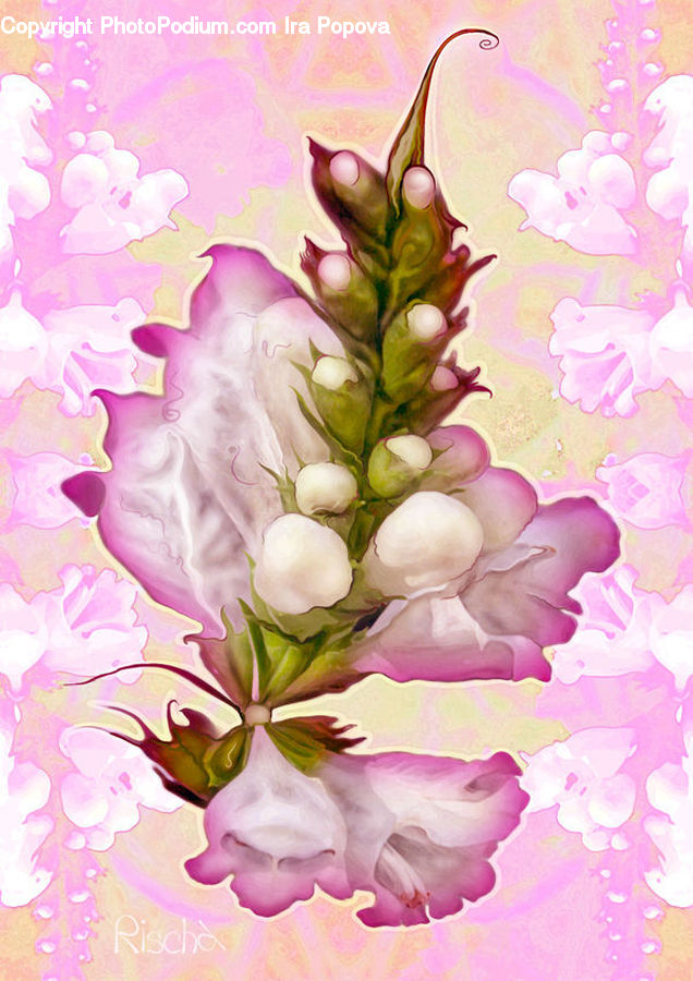 Flora, Flower, Gladiolus, Plant, Blossom, Petal, Geranium