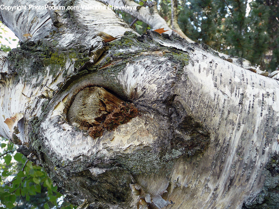 Birch, Tree, Wood, Bird Nest, Nest, Conifer, Fir