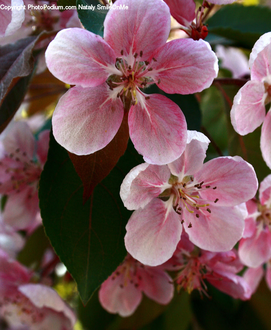Blossom, Flora, Flower, Plant, Cherry Blossom, Geranium, Petal
