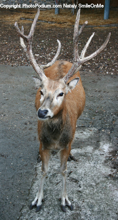 Animal, Deer, Mammal, Wildlife, Elk, Bongo, Percussion