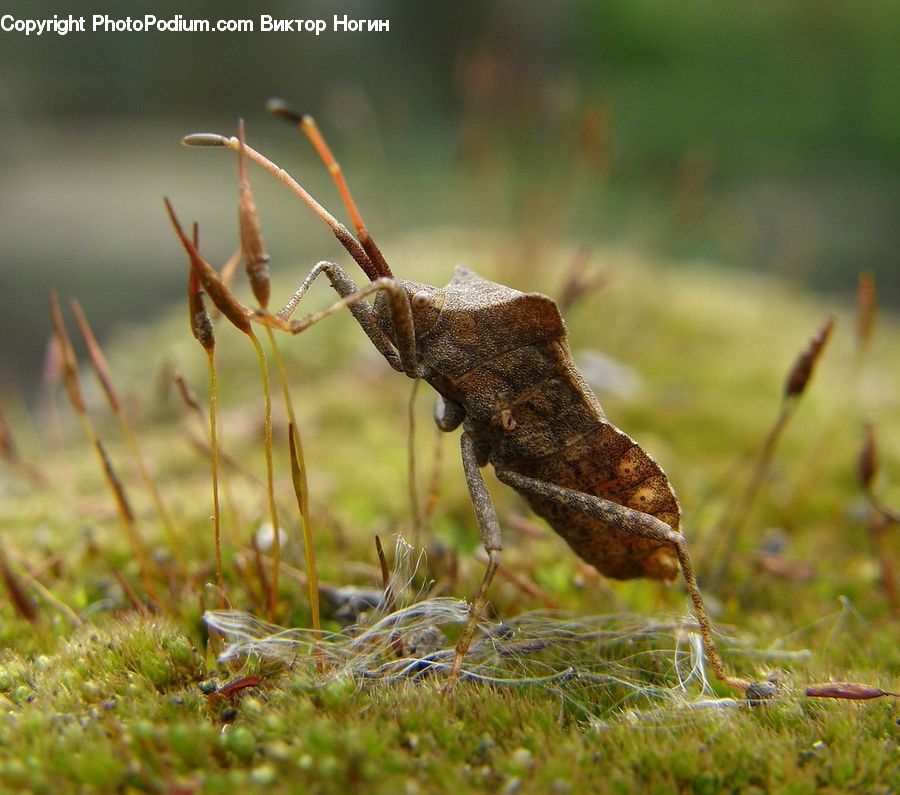 Ant, Insect, Invertebrate, Cricket Insect, Grasshopper, Field, Grass
