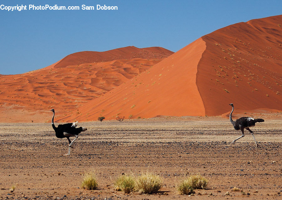 Bird, Ostrich, Desert, Outdoors, Ancient Egypt, Plateau, Animal