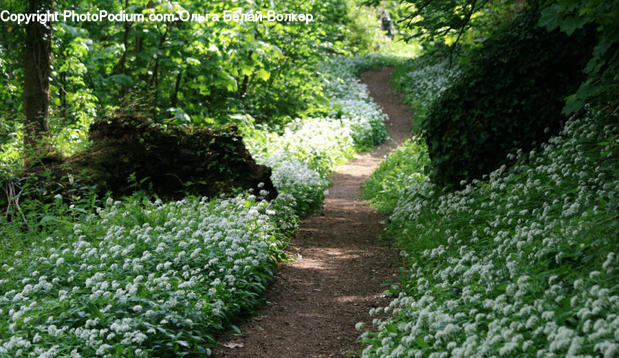 Path, Road, Walkway, Fence, Hedge, Plant, Bush