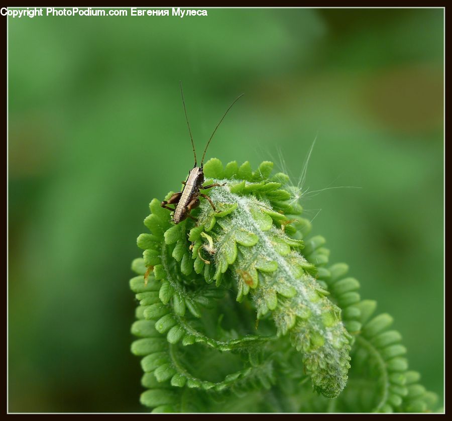 Conifer, Fir, Plant, Tree, Cricket Insect, Grasshopper, Insect