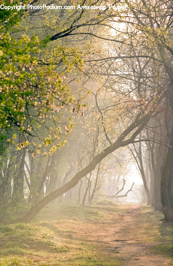 Forest, Vegetation, Field, Grass, Grassland, Plant, Tree