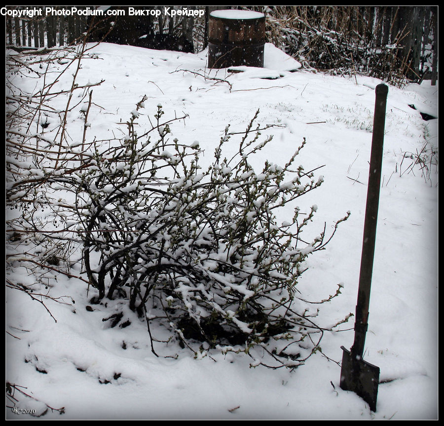 Ice, Outdoors, Snow, Birch, Tree, Wood, Plant