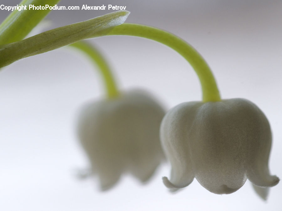 Garlic, Plant, Blossom, Flora, Flower, Geranium