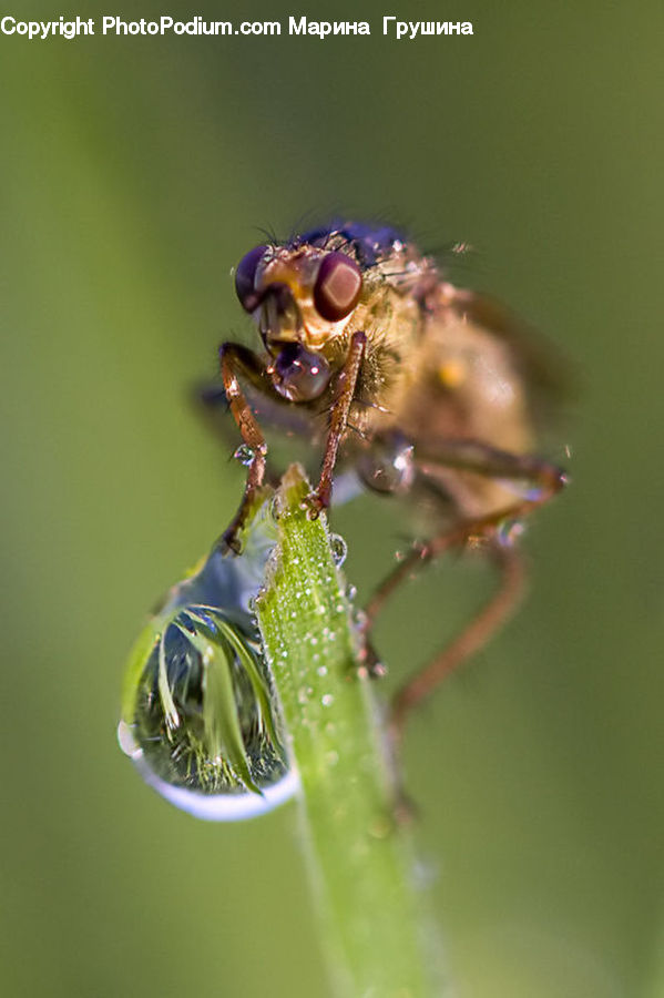 Bee, Bumblebee, Honey Bee, Insect, Invertebrate, Aphid, Anisoptera
