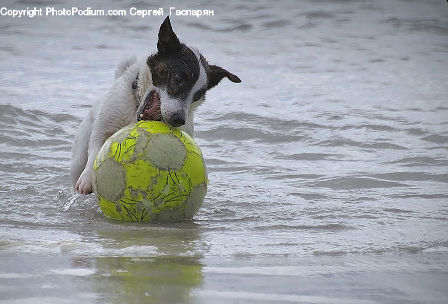 Animal, Canine, Collie, Dog, Mammal, Pet, Outdoors