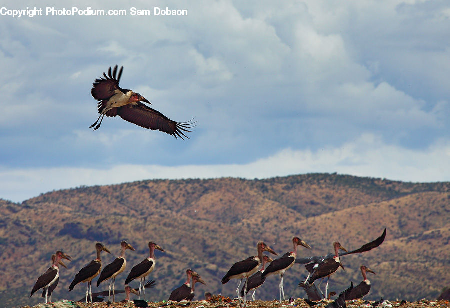 Bird, Stork, Pelican, Crane Bird, Heron, Booby, Cormorant