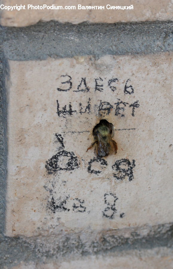 Apidae, Bee, Bumblebee, Insect, Cockroach, Invertebrate, Andrena