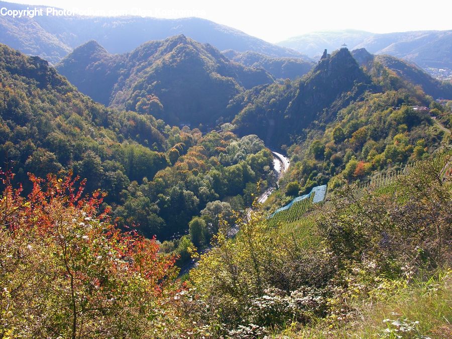 Crest, Mountain, Outdoors, Peak, Wilderness, Forest, Vegetation