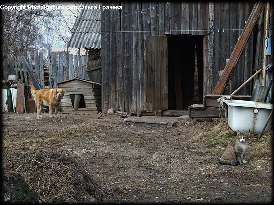 Animal, Mammal, Cat, Kitten, Pet, Chow, Dog