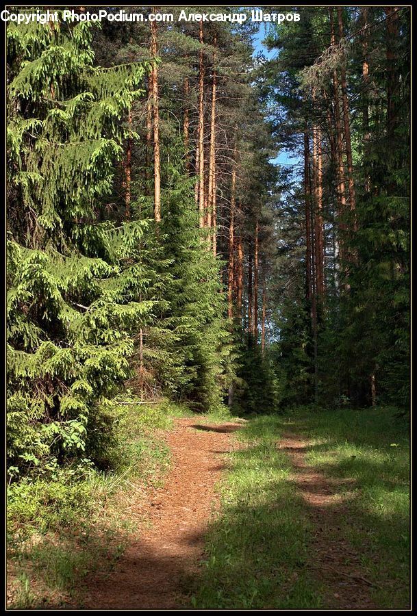 Conifer, Fir, Plant, Tree, Spruce, Wood, Forest