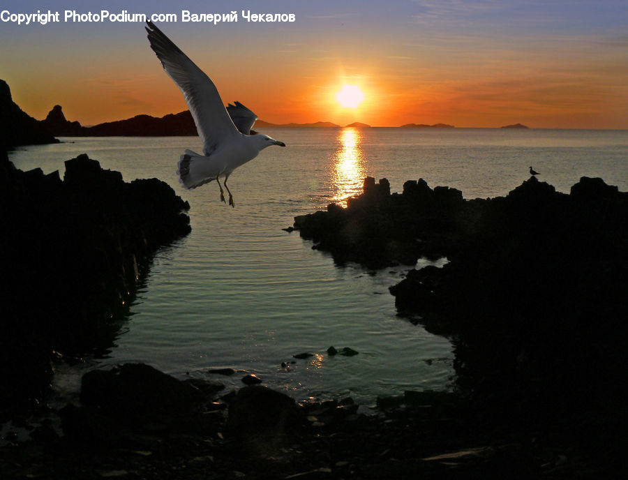 Bird, Seagull, Crane Bird, Heron, Silhouette, Leisure Activities, Water