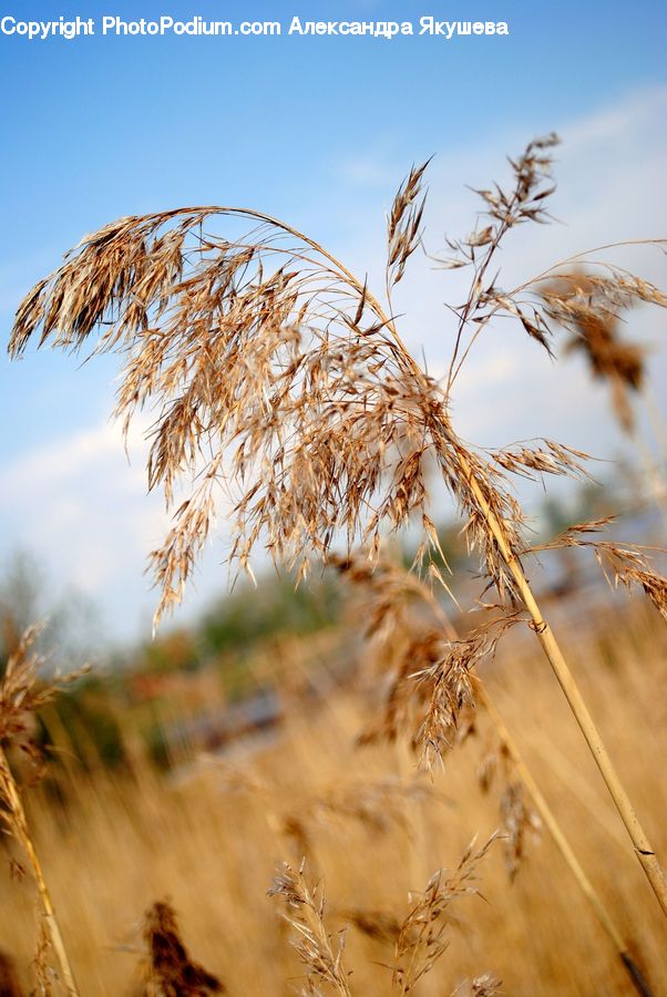 Field, Grass, Grassland, Plant, Grain, Wheat