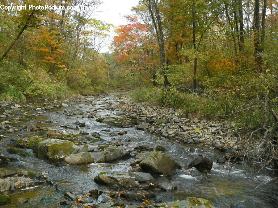 Creek, Outdoors, River, Water, Rock