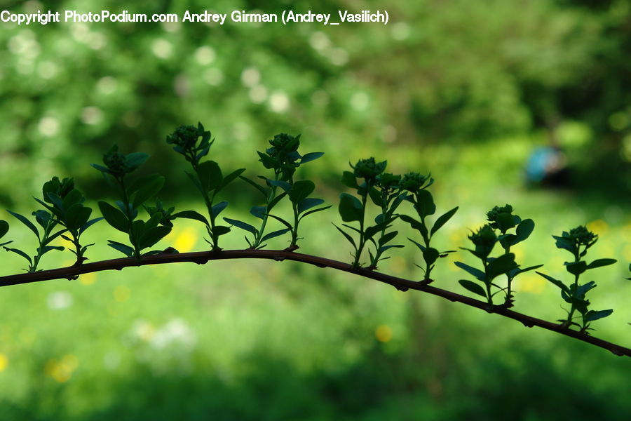 Bush, Plant, Vegetation, Blossom, Flora, Flower, Conifer